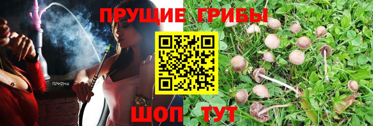 Псилоцибиновые грибы Psilocybine cubensis Тамбов